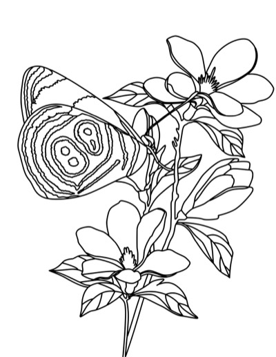 Coloring page of a butterfly resting on a branch of blossoms. Bold version, with thicker lines.