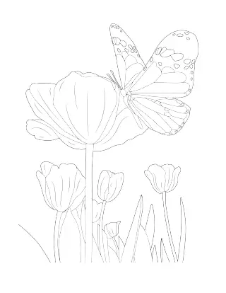 Poppies and a butterfly